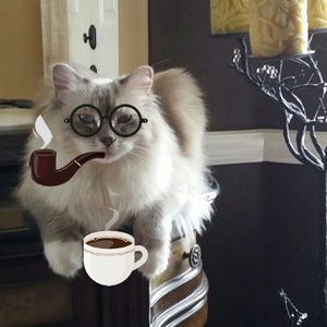 Aristocat ~ Jodico - "Jodi"